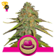 O.G. Kush - Royal Queen Seeds
